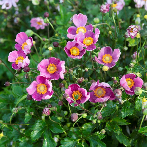 Pretty Lady Susan Anemone for Sale | Pink Japanese Anemone