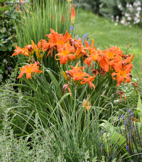 Primal Scream Daylily