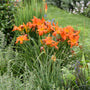 Mature Primal Scream Daylily flowering on tall 34-inch scapes in a sunny perennial border