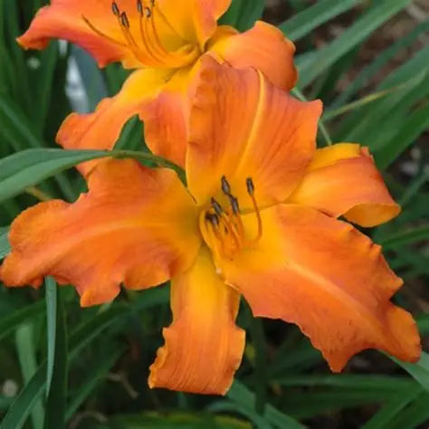 Giant 7½-inch Primal Scream Daylily bloom held above arching green foliage