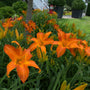 Group of award-winning Primal Scream Daylilies creating a bold orange midsummer garden display