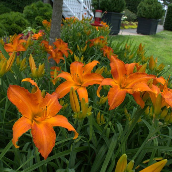 Group of award-winning Primal Scream Daylilies creating a bold orange midsummer garden display