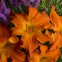 Close-up of Primal Scream Daylily showing narrow twisted tangerine-orange petals and a green throat