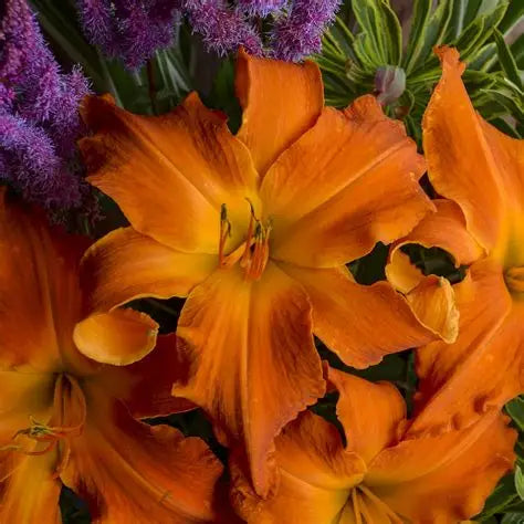 Close-up of Primal Scream Daylily showing narrow twisted tangerine-orange petals and a green throat