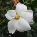 sweet fragrant prince charles gardenias bloom from spring to dormancy