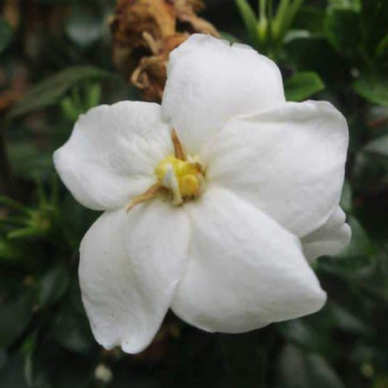 sweet fragrant prince charles gardenias bloom from spring to dormancy