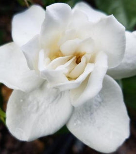 Prince Charles Gardenia