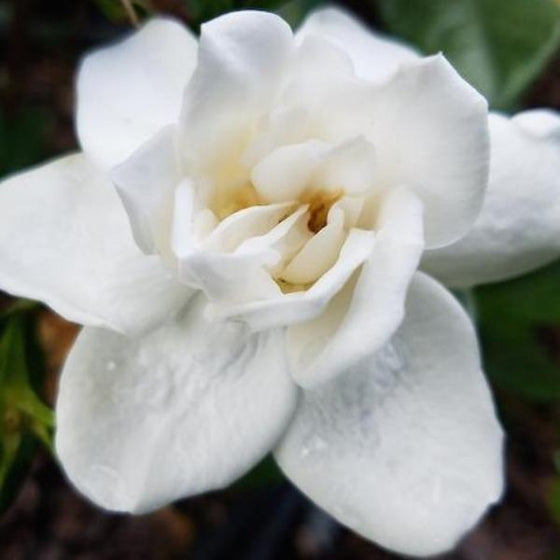 bonnie prince charles gardenia everblooming fragrant shrubs
