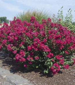 Princess Kylie Crape Myrtle