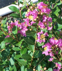 Princess Lyla Crape Myrtle