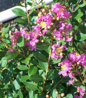 Princess Lyla Crape Myrtle