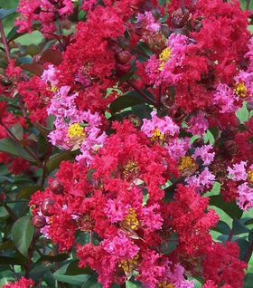 Princess Zoey Crape Myrtle