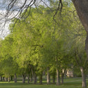 Princeton Elm Trees