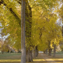 Yellow-green Princeton Elm Trees