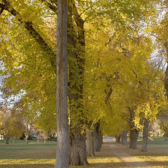 Yellow-green Princeton Elm Trees