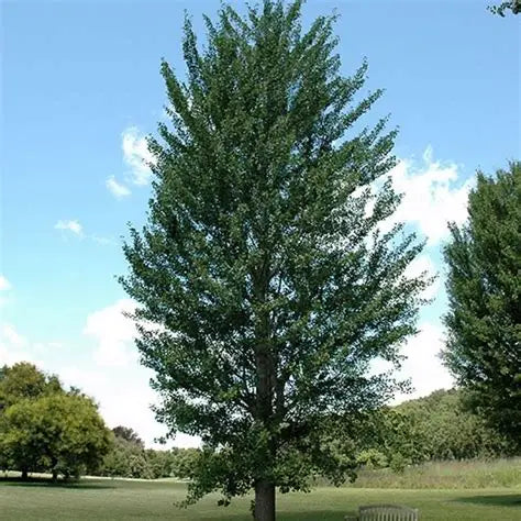 Fruitless male Princeton Sentry Ginkgo planted along a driveway with upright branching