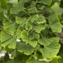 Close-up of Princeton Sentry Ginkgo fan-shaped leaves beginning to turn golden yellow in fall