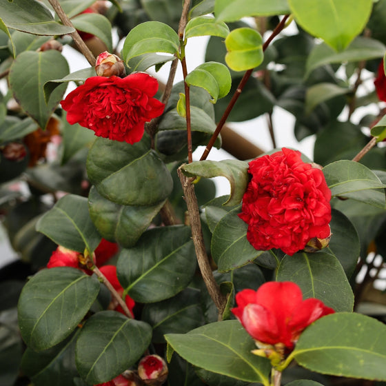 vibrant red spring blooms on professor sargent camellia shrub