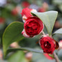 two budding camellia blooms in a deep romantic red hue