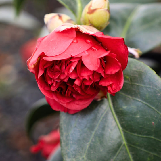 close up shot of bright red bloom on professor sargent camellia