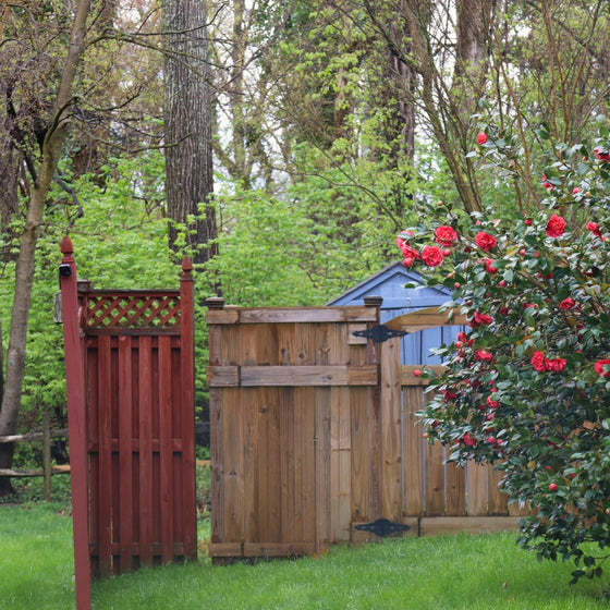 vibrant red bloos on the professor sargent camellia in the early spring landscape