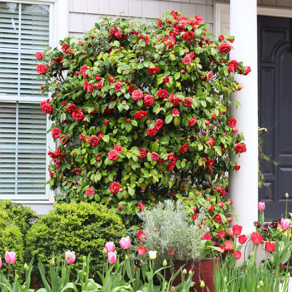 Professor Sargent Camellia for Sale Online