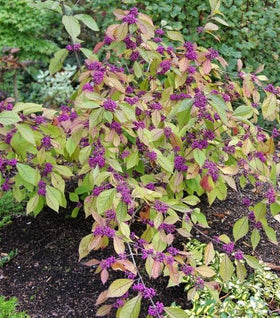 Profusion Beautyberry