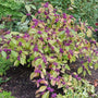 Profusion Beautyberry shrub covered in purple berries and red and green foliage