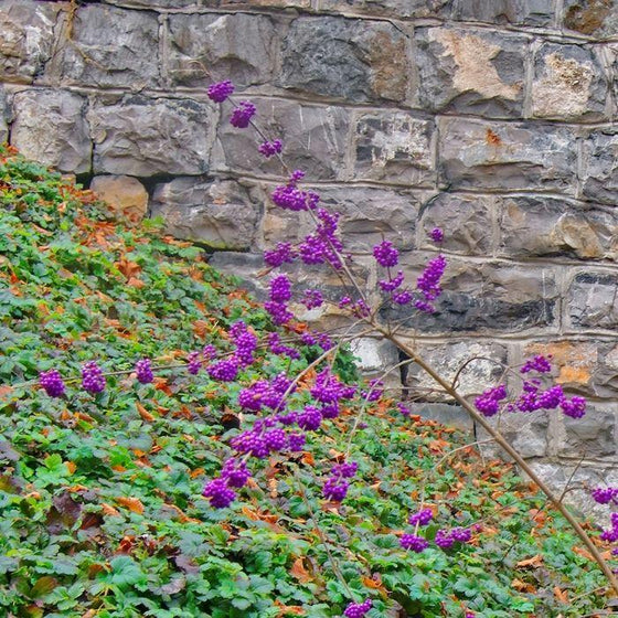 purple berries on Profusion Beautyberry