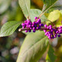 close up image of fuchsia colored berries on profusion beautyberry shrub