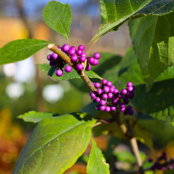 close up photo of vibrant purple berries on profusion beautyberry bush