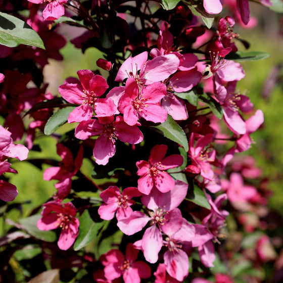 Profusion crabapple tree rose pink flowers