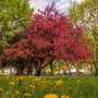 profusion crabapple trees have bright pink spring blooms