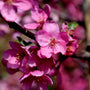 close up of crabapple blooms