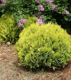 Anna's Magic Ball® Arborvitae