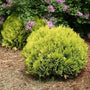 Anna's Magic Ball Arborvitae Shrubs maintain their rounded shape with no pruning