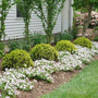 Anna's Magic Ball Arborvitae Shrubs are perfect for use as foundation shrubs