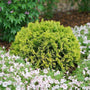 Anna's Magic Ball Arborvitae Shrubs blend well with other soft colored flowering plants
