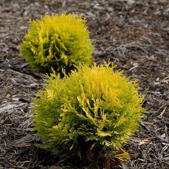 annas magic ball arborvitae shrubs two small shrubs in mulch