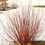 Arctic Fire Dogwood Showing winter interest