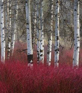 Arctic Fire® Red Twig Dogwood