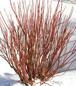 Arctic Fire® Red Twig Dogwood