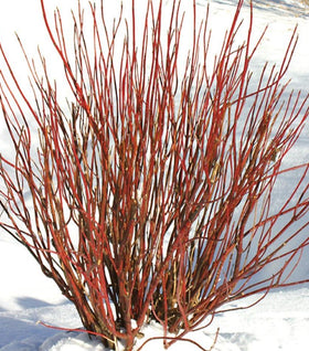 Arctic Fire® Red Twig Dogwood