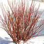 Arctic Fire Red Twig Dogwood winter interest stems