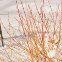 Yellow and red branches of Arctic Sun Dogwood against a snowy background