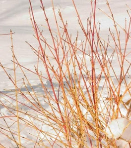 Arctic Sun® Dogwood