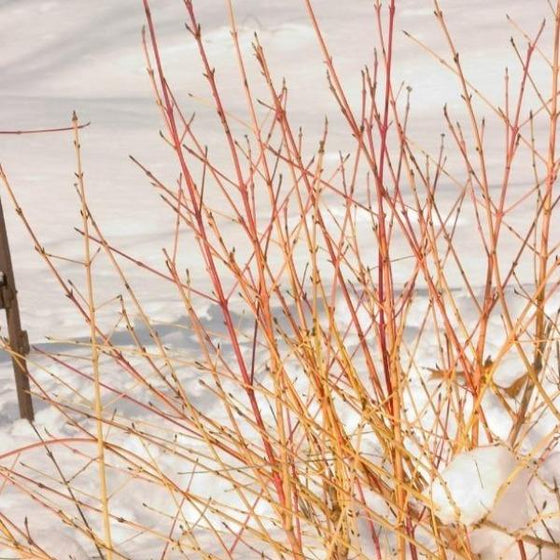 Yellow and red branches of Arctic Sun Dogwood against a snowy background