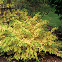 Bright Green and Yellow leaves of Arctic Sun Dogwood Shrub in Spring
