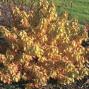 Yellow, Red, Orange leaves of Arctic Sun Dogwood in autumn