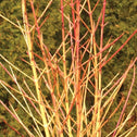 striking Arctic Sun Dogwood yellow and red branches in winter